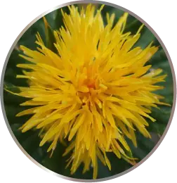 Carthamus Tinctorius