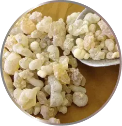 Boswellia Carterii Bird
